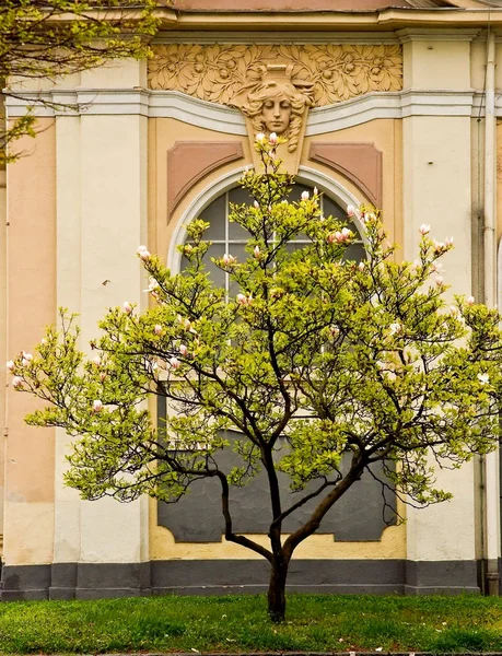 Wiosna w Pradze. Czechy — Zdjęcie stockowe
