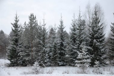 Kış manzarası. Karla kaplı orman kenarı.
