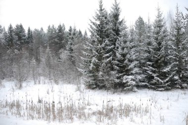 Kış manzarası. Karla kaplı orman kenarı.