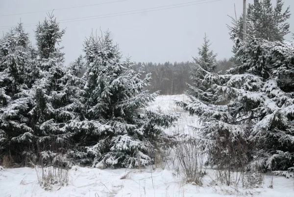 Winterlandschaft. Schneebedeckter Waldrand. — Stockfoto