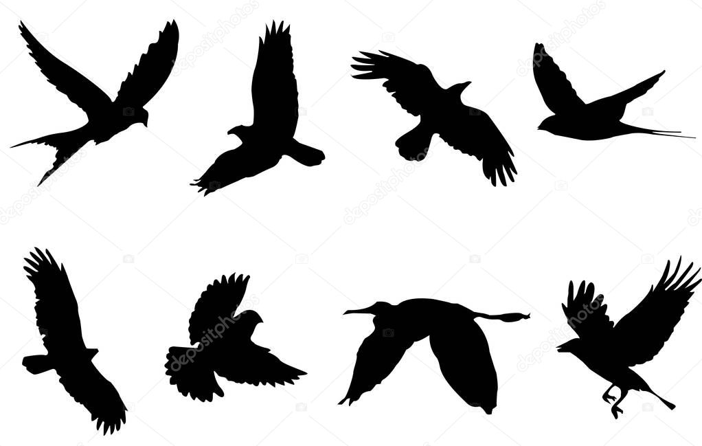 Bird shape silhouette nature animal