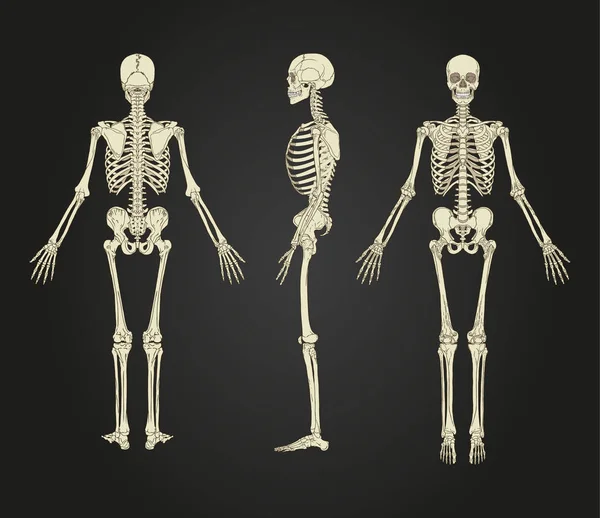 Volledige Menselijke Skelet Illustratie Ontwerp — Stockvector