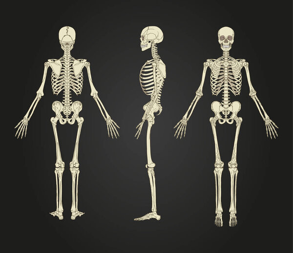 Full human skeleton illustration design