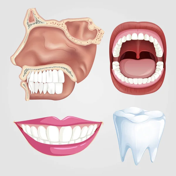 Zdravotní Set Úst Zubů — Stockový vektor