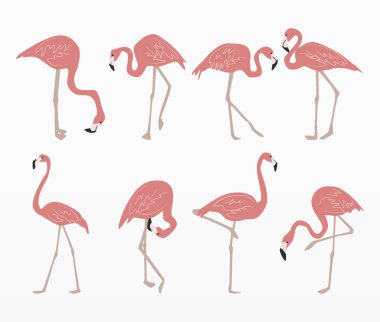 Pembe flamingo seti çeşitleri