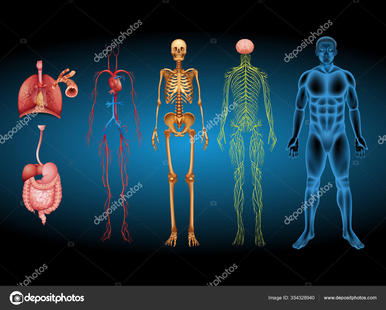 Conjunto Design Anatomia Corpo Humano Imagem Vetorial De © Marklys