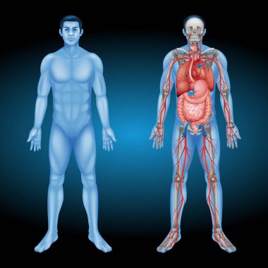 İnsan vücudu anatomisi parçaları tasarımı