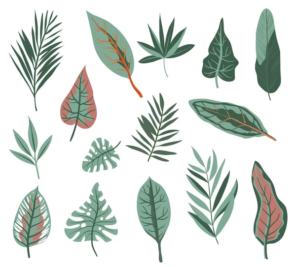 Variety Tropical Leaves Set — Stock Vector