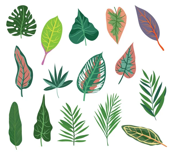 Variety Tropical Leaves Set — Stock Vector