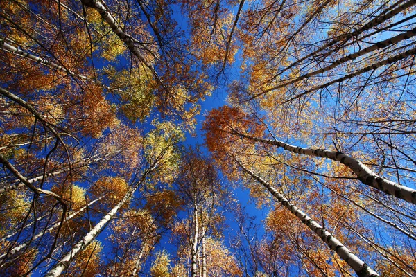 Forêt en automne — Photo