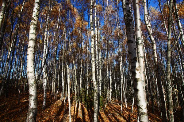 Forest in autumn — Stock Photo, Image