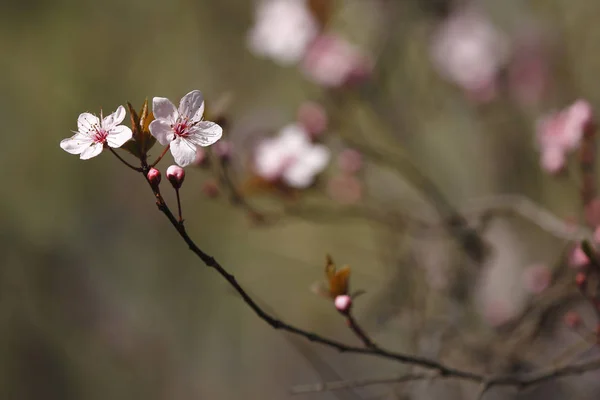 Meyve Çiçeği Nisan Ayında Bahar — Stok fotoğraf