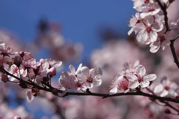 Плоды Цветут Весна Апреле — стоковое фото