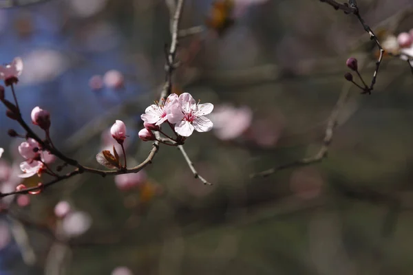 Fioritura Frutti Primavera Aprile — Foto Stock