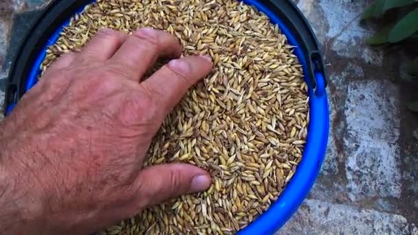 Avec votre main, ils recueillent des grains d'orge rôtis pour préparer une boisson ou pour le brassage — Video