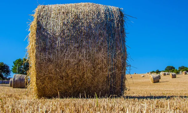 Fardos de heno en el campo después de la cosecha — Foto de Stock