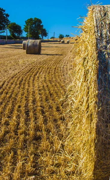 Bales de heno en los campos — Foto de Stock