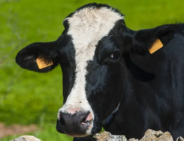 Vaca graciosa en un prado verde de verano . — Foto de Stock