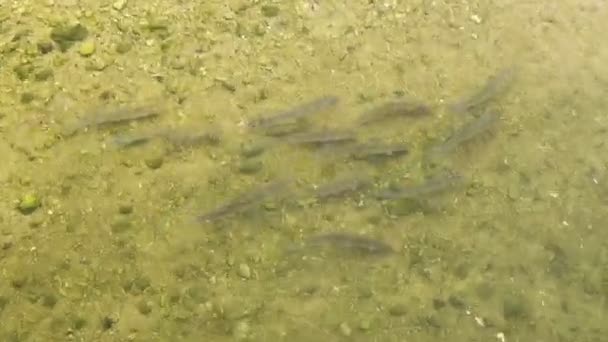 Small Mullet Swimming Water Harbour — Stock Video
