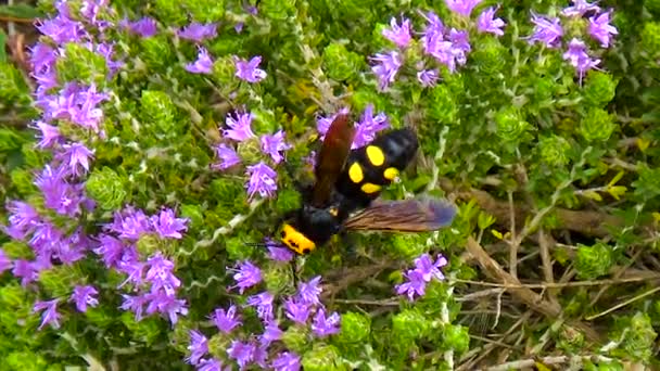 Vrouwelijke Mammoet Wasp Megascolia Maculata Flavifrons — Stockvideo