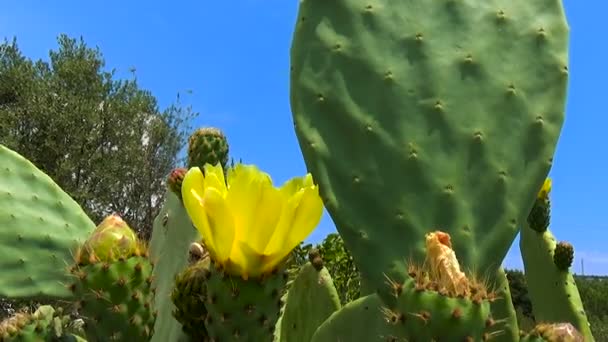 Blühende Essbare Kaktusfeigen Opuntia Ficus Indica Kaktuspflanzen Italien — Stockvideo