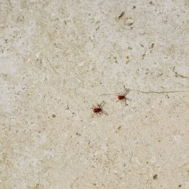 Uzun bacaklı kırmızı örümcek maytı. Baharda uyanıyor, güneş toprağı ısıttığında.