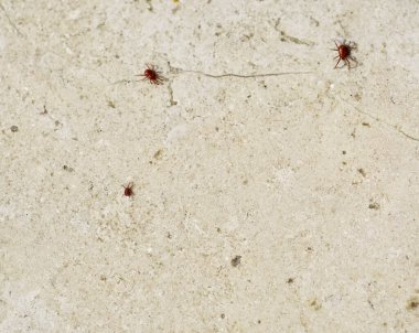 Uzun bacaklı kırmızı örümcek maytı. Baharda uyanıyor, güneş toprağı ısıttığında.