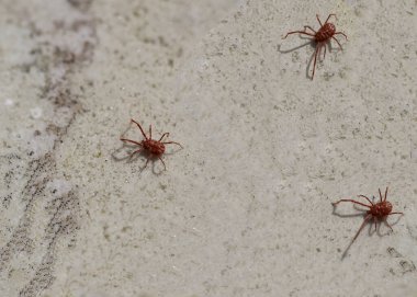 Uzun bacaklı kırmızı örümcek maytı. Baharda uyanıyor, güneş toprağı ısıttığında.