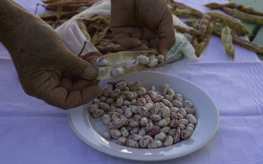 Taze Pinto fasulyeleri Baggello 'dan soyulur ve bir tabakta toplanır.