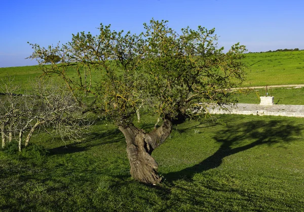 杏仁穆吉亚乡村的老树 意大利Apulia — 图库照片