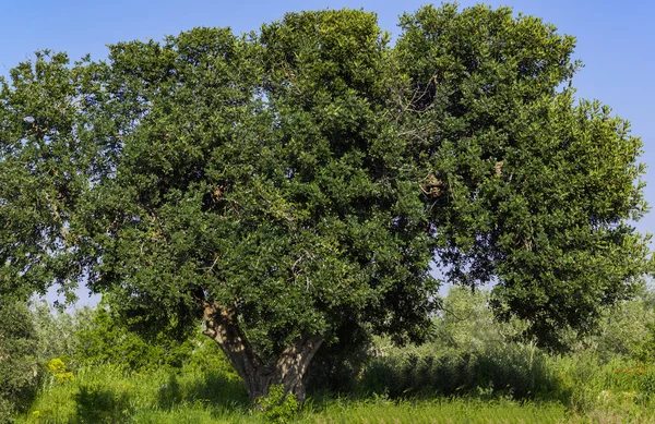 Alfarrobeira Majestosa Zona Rural Puglia Itália — Fotografia de Stock