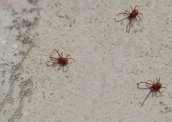 Uzun bacaklı kırmızı örümcek maytı. Baharda uyanıyor, güneş toprağı ısıttığında.