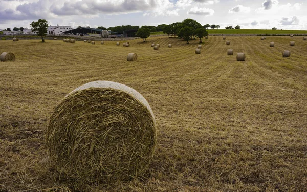 Panorama Rural Landscape Yellow Field Sheaves Hay Blue Sky — Stock Photo, Image