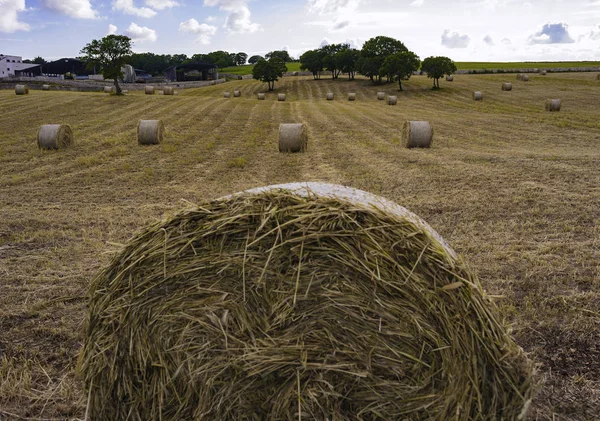 Panorama Rural Landscape Yellow Field Sheaves Hay Blue Sky — Stock Photo, Image