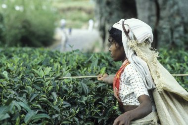 Çay alanları Nuwara Eliya, Sri Lanka