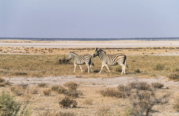 Flachland-Zebras im Etoscha-Nationalpark, Namibia. — Stockfoto