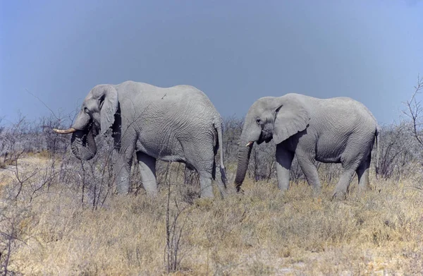 코끼리 Loxodonta Etosha 나미비아 아프리카에서 — 스톡 사진