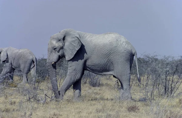 Elefante Loxodonta Africana Capturado Parque Nacional Etosha Namibia África — Foto de Stock