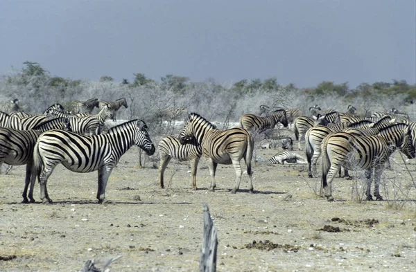 Plains Zebras Equus Burchellii Pan Etosha National Park Namibia — Stock Photo, Image