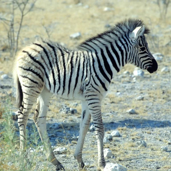 Etosha 国家公园拍摄的小斑马 — 图库照片