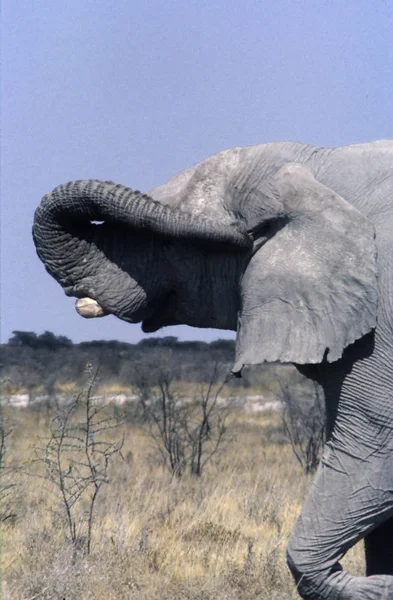 Elefant Loxodonta Africana Aufgenommen Etoscha Nationalpark Namibia Afrika — Stockfoto