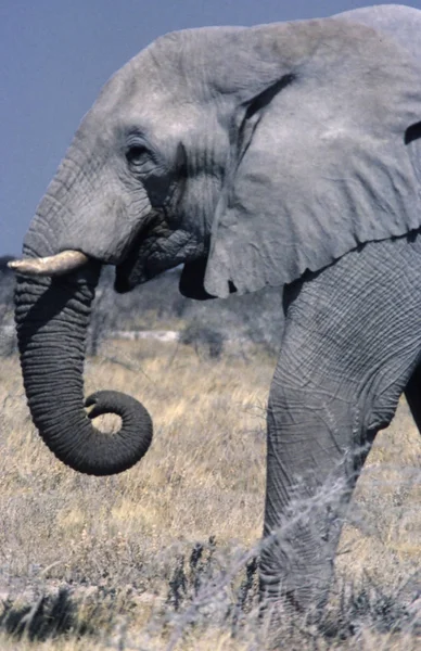 Elefante Loxodonta Africana Levado Parque Nacional Etosha Namíbia África — Fotografia de Stock