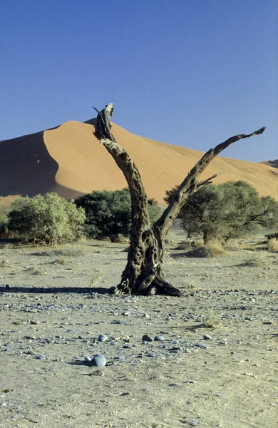A Namíb-sivatag, Namíbia — Stock Fotó