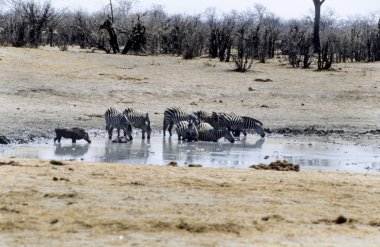 zebras (Equus Burchellii),  Hwange National Park, Zimbabwe, Africa