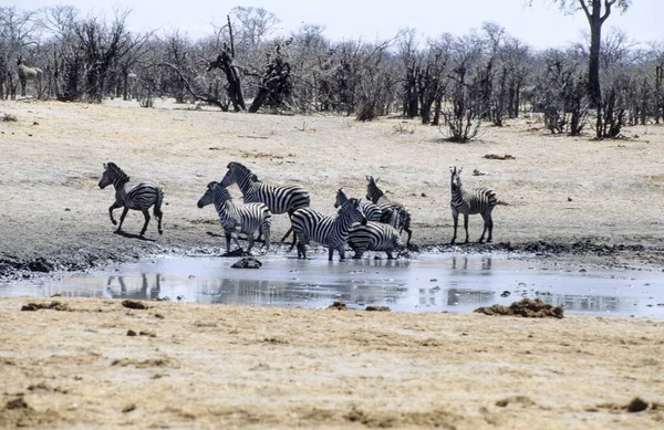 Zebras (Equus Burchellii),  Hwange National Park, Zimbabwe, Africa — Stock Fotó