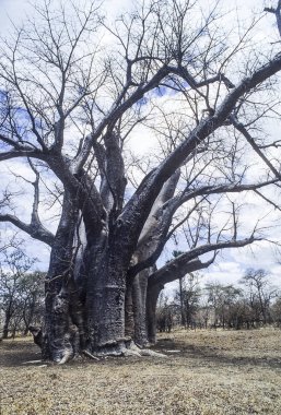 baobab (Adansonia digitata), Hwange Ulusal Parkı, Zimbabve, Afrika