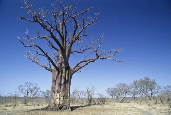 Der Baobab Baum Adansonia Grandidieri Zimbabwe Afrika — Stockfoto