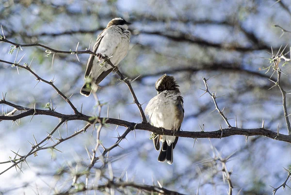 Whitebrowed sparrow-weaver (Plocepasser mahali),  Hwange National Park, Zimbabwe, Africa — Stockfoto