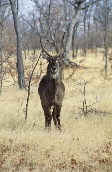 Waterbuck Kobus Ellipsiprymnus Hwange Nemzeti Park Zimbabwe Afrika — Stock Fotó