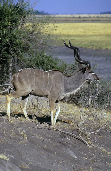 Größere kudu, botswana, afrika — Stockfoto